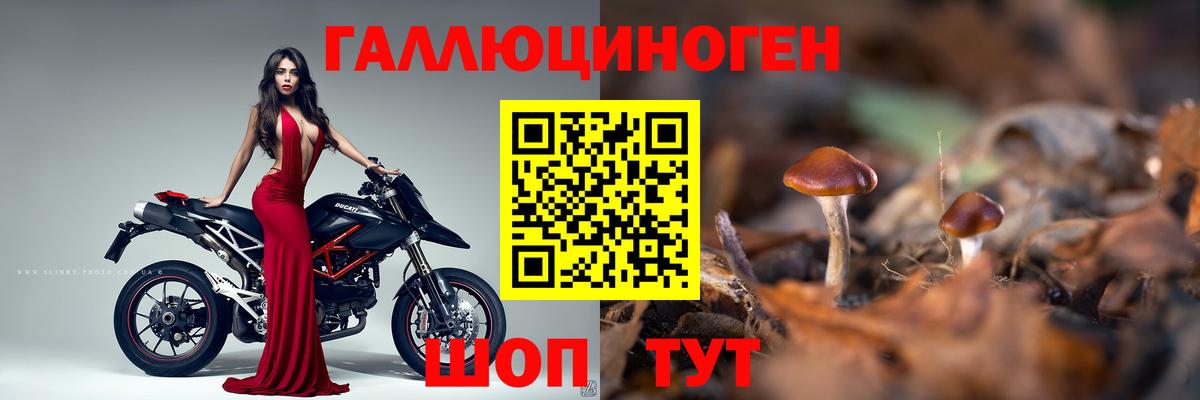 Псилоцибиновые грибы GOLDEN TEACHER  Галлюциногенные грибы Psilocybe  купить наркоту  Вход с VPN  Шали 